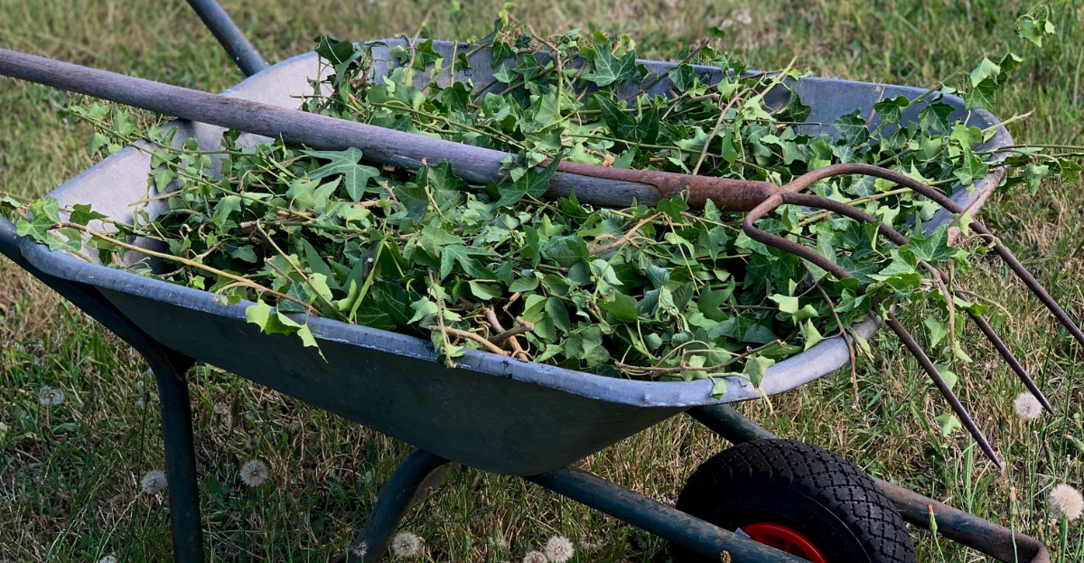 Wheelbarrow of weeds